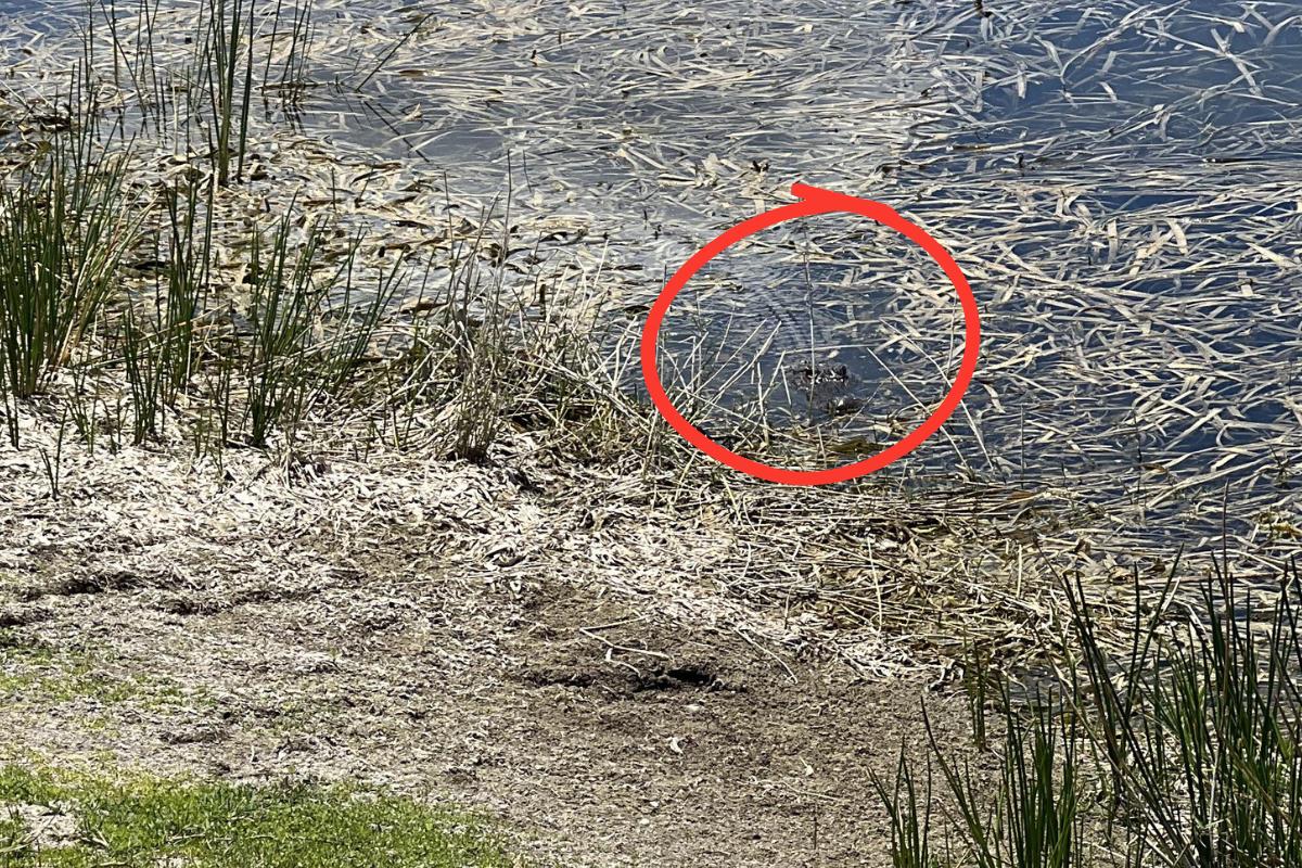find the gator answer 2