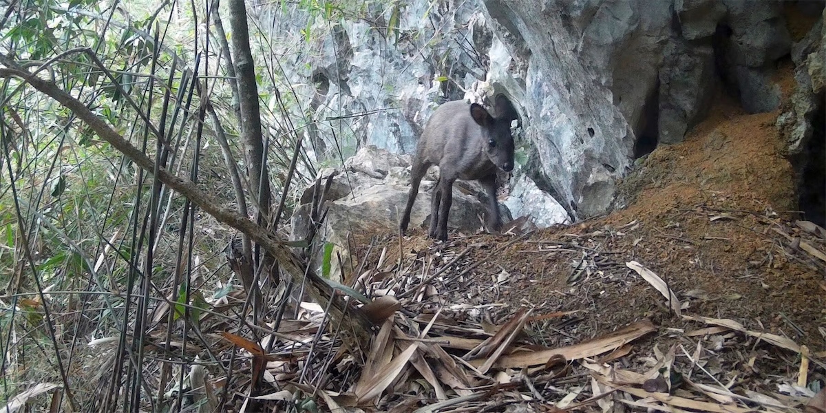 musk deer 3