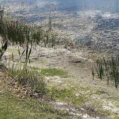 Can You Find the Gator Hanging out in the Swamp?