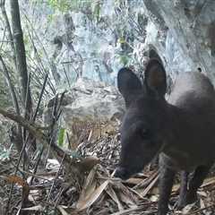Vietnam Trail Cam Snaps Rare Species for First Time in Decades