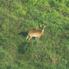 First-Ever Published Photo of Rare Species, the Upemba Lechwe