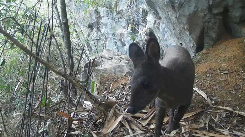 Vietnam Trail Cam Snaps Rare Species for First Time in Decades