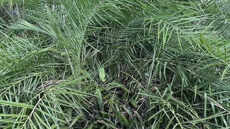 Can You Find the Hidden Snake in the Bush?