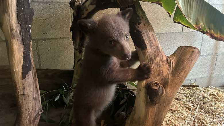 Rehab Center Shares UnBEARably Cute Photos of Orphaned Cub