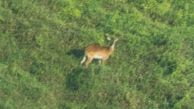 First-Ever Published Photo of Rare Species, the Upemba Lechwe