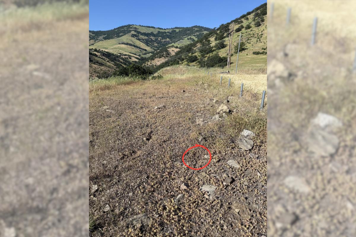 find the rattlesnake answer