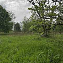 Can You Find the Random Deer Hiding in This Photo?