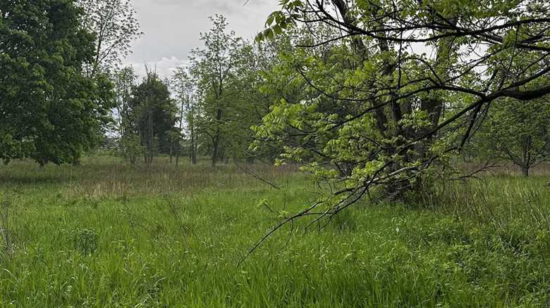 Can You Find the Random Deer Hiding in This Photo?