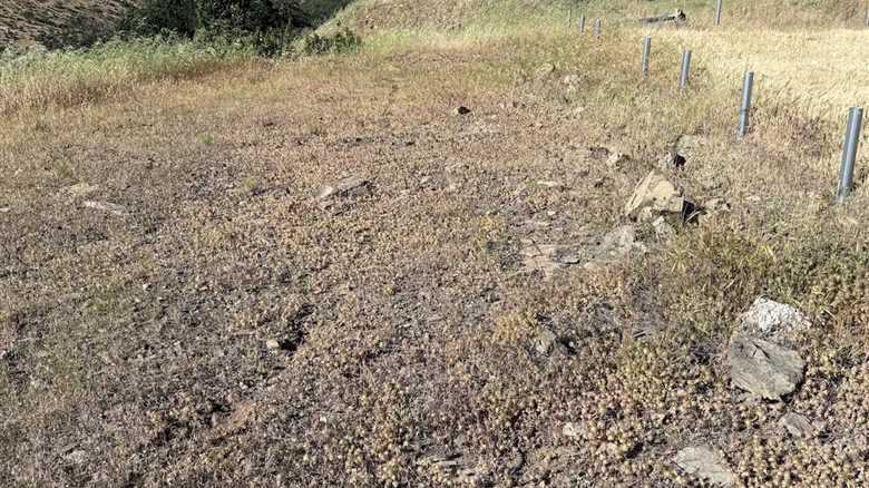 Watch Where You Step—Can You Find the Hidden Rattlesnake?