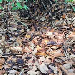 ‘I Still Can’t See It’: Can YOU Find the Copperhead Snake?