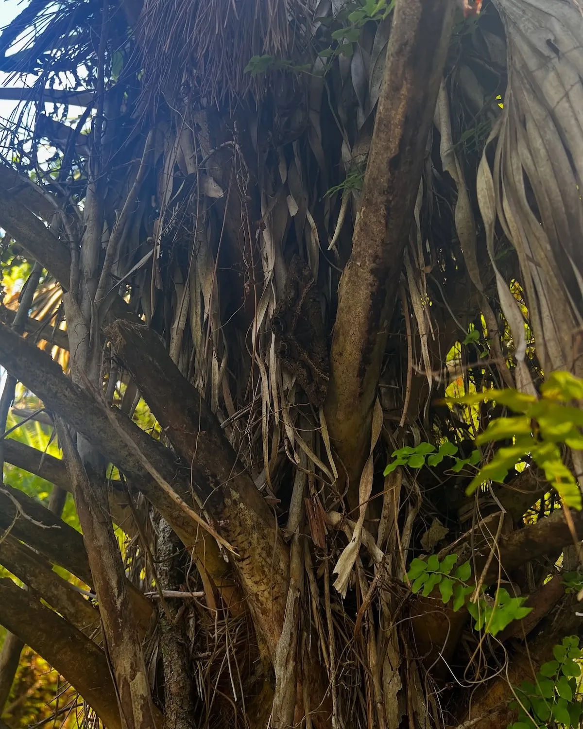 Just Wait Until You Spot the Giant Moth Hiding in This Photo
