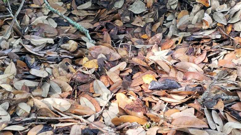 ‘I Still Can’t See It’: Can YOU Find the Copperhead Snake?