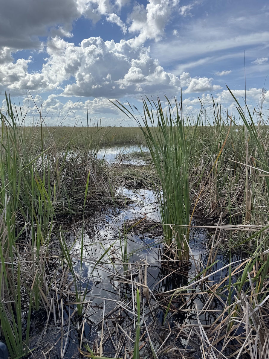 find the alligator