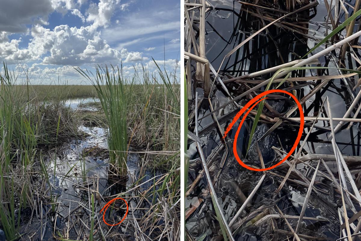 spot the alligator answer