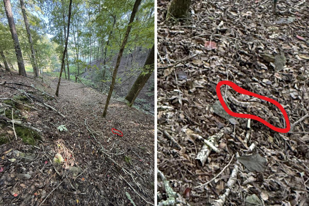 find the copperhead snake answer