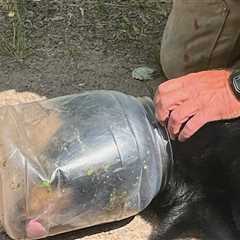 Young Bear With Jar Stuck on Its Head Finally Freed