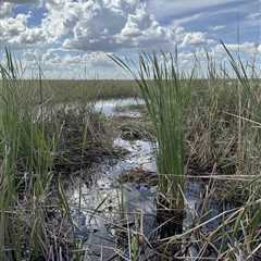 See ‘Ya Later Alligator: Can You Spot the Gator in This Photo?