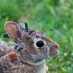 Wild Bunnies Are Sprouting Freaky Face ‘Tentacles’ (See Photos)