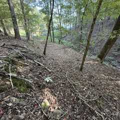 ‘I Almost Missed Him’: Can You Find the Copperhead Snake?
