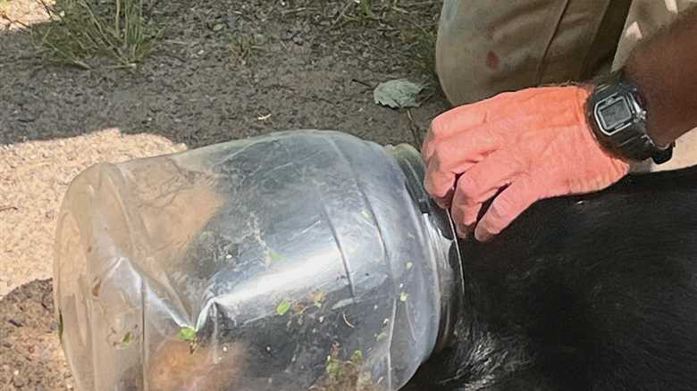 Young Bear With Jar Stuck on Its Head Finally Freed