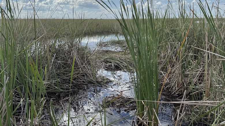 See ‘Ya Later Alligator: Can You Spot the Gator in This Photo?