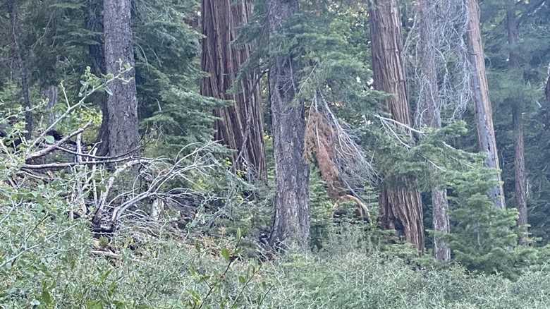 Can You Spot the Bulky Bear in This Photo?