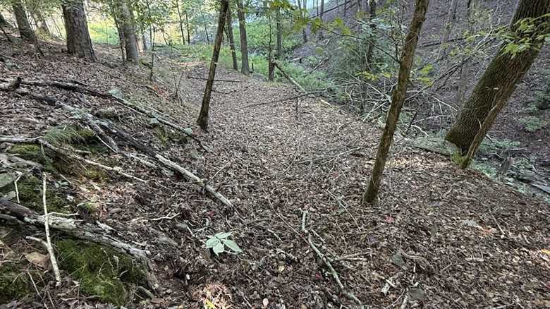 ‘I Almost Missed Him’: Can You Find the Copperhead Snake?