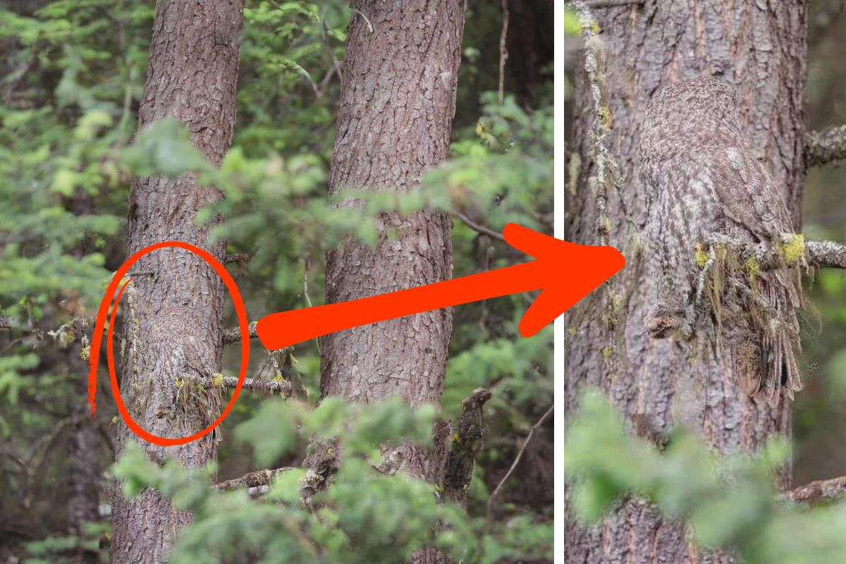 find the owl answer