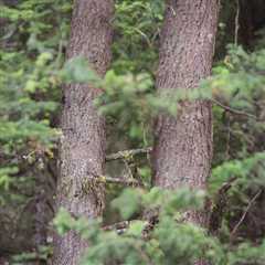 Can You Find the Owl? This Camouflage Is Too Good to Be True