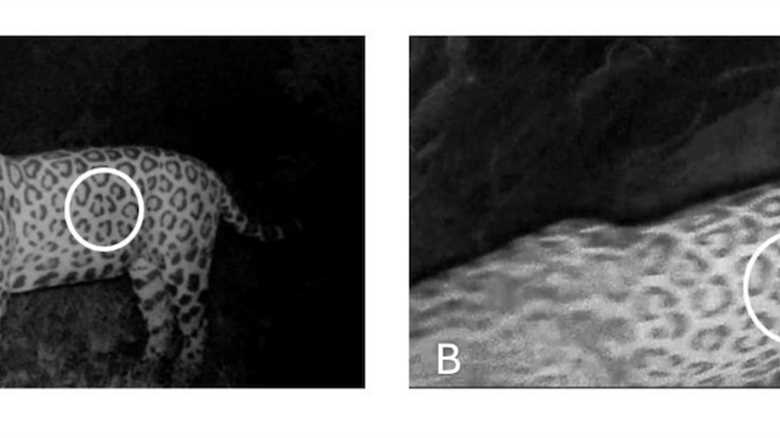 Jaguar Swims Record Distance to Get to a Random Island—Why?