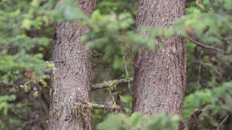 Can You Find the Owl? This Camouflage Is Too Good to Be True