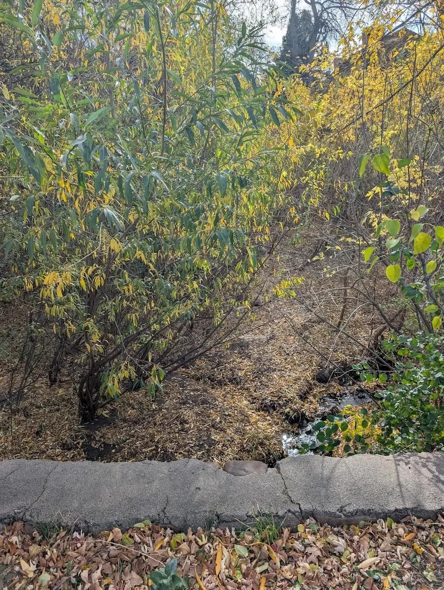 Can You Find the Two Deer Hidden in This Photo?