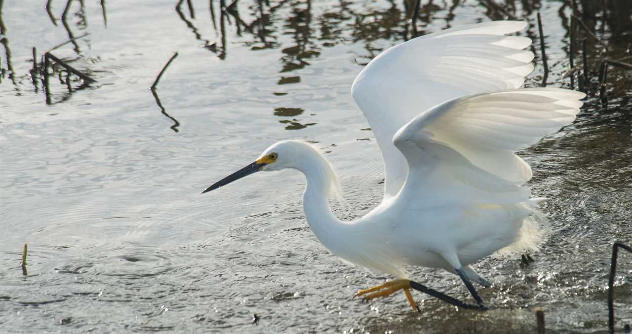 snowy egret