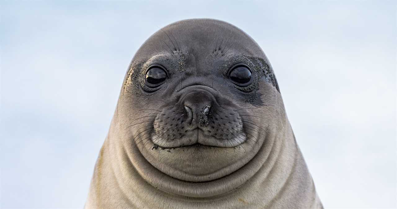 New Zealand Bar Gets A Surprise Visitor: A Seal