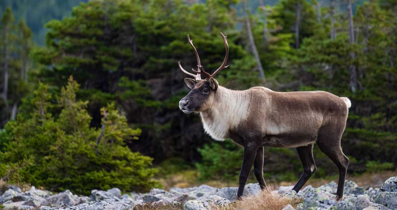 Runaway Reindeer Leads To Entire Police Operation