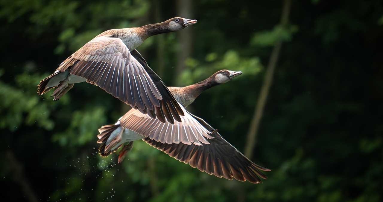 Goose Continuously Shows Up At Family's Door