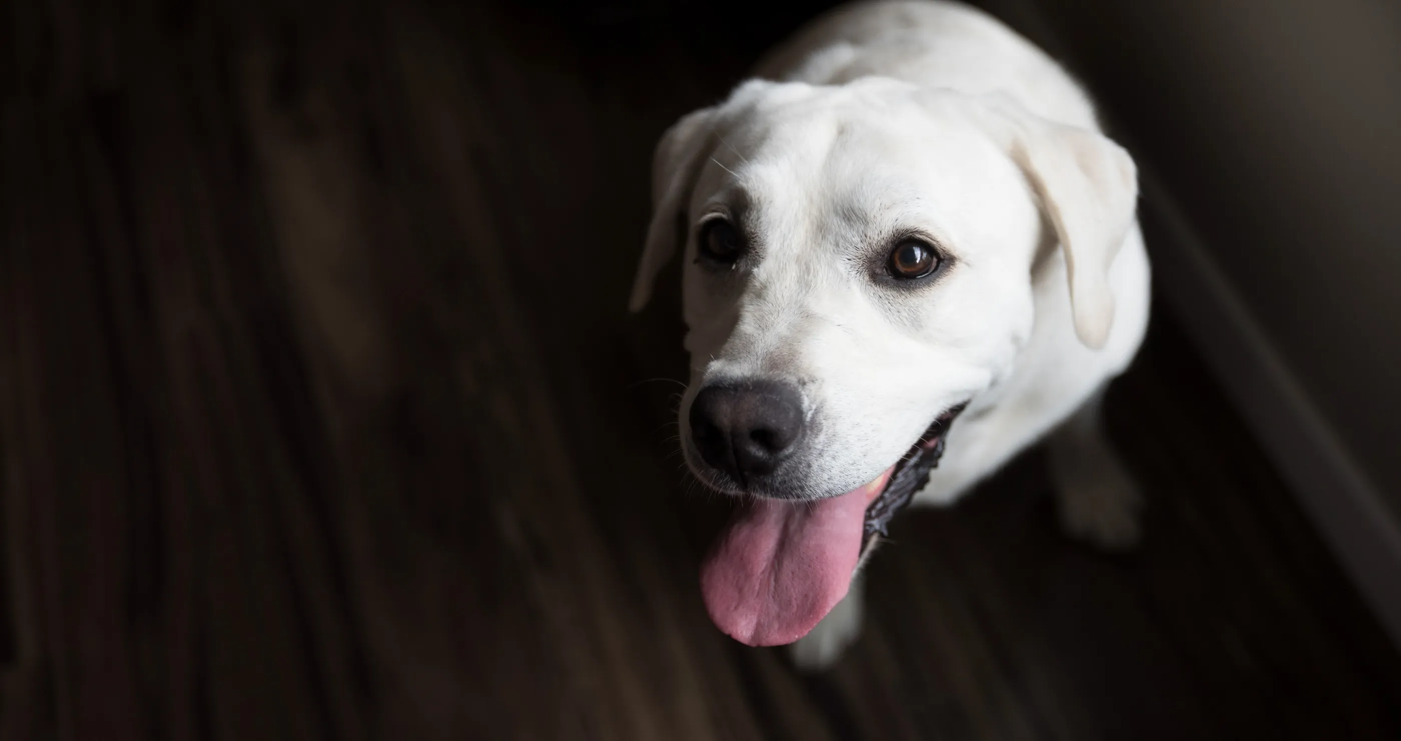 Dog Owner's Heart Breaks When He Sees What His Puppy Does On The Puppy Cam