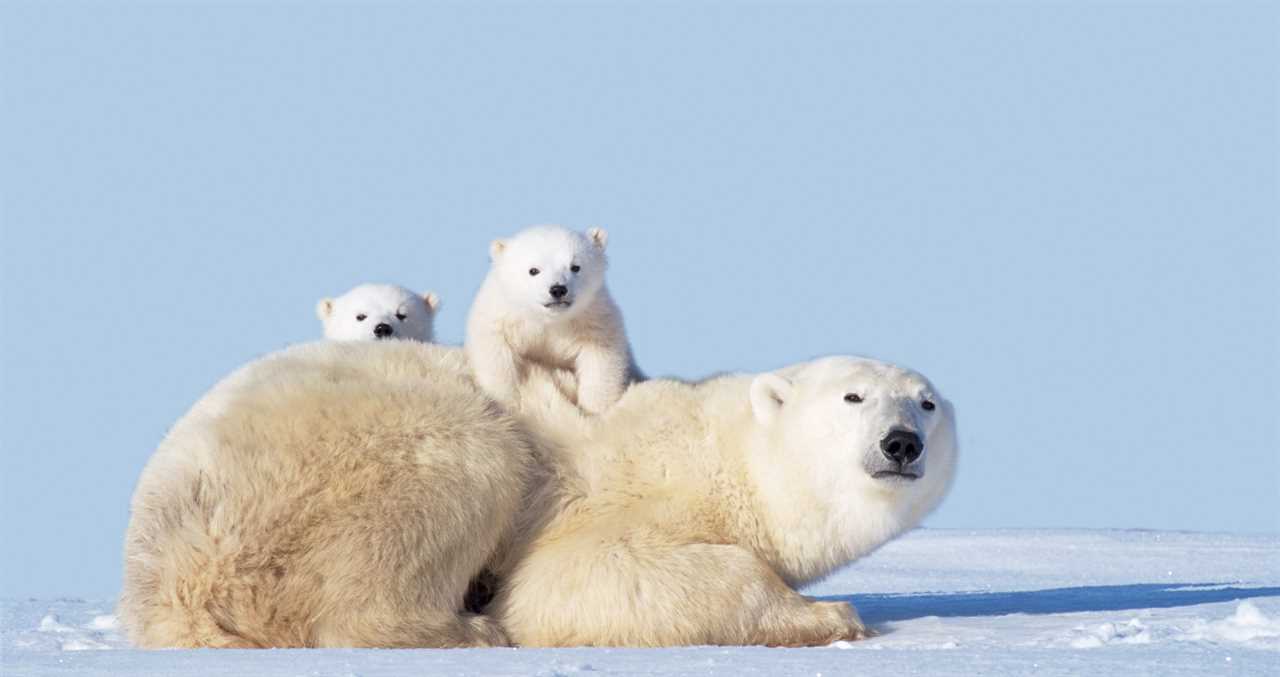 Wild Polar Bear Mom Warms Hearts As She 'Adopts' Orphaned Cub