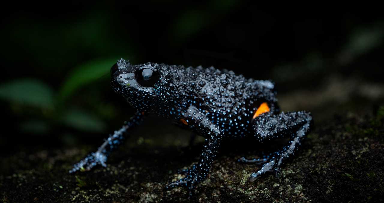 Endangered Galaxy Frogs Are Disappearing And Tourists Are To Blame