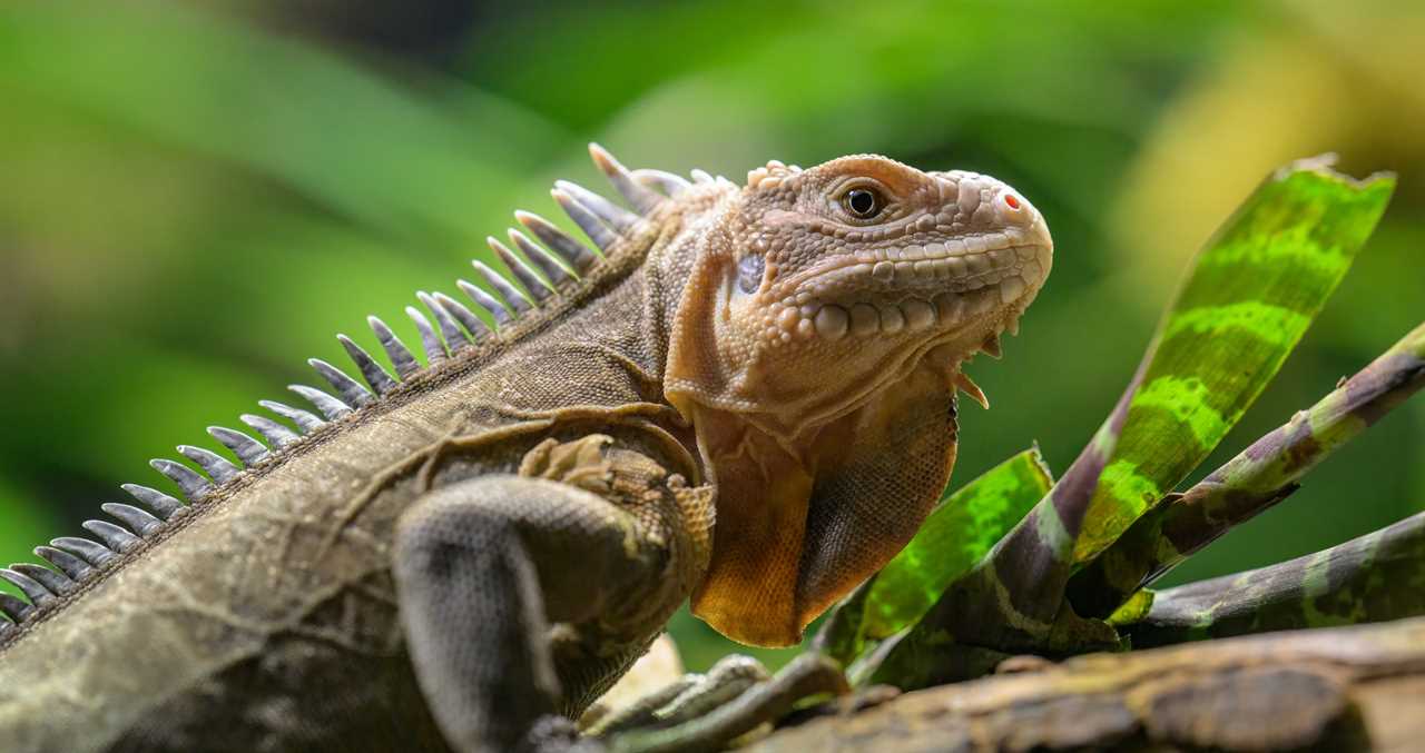 Iguanas On The Brink Of Extinction Receive Their Own Dating Island