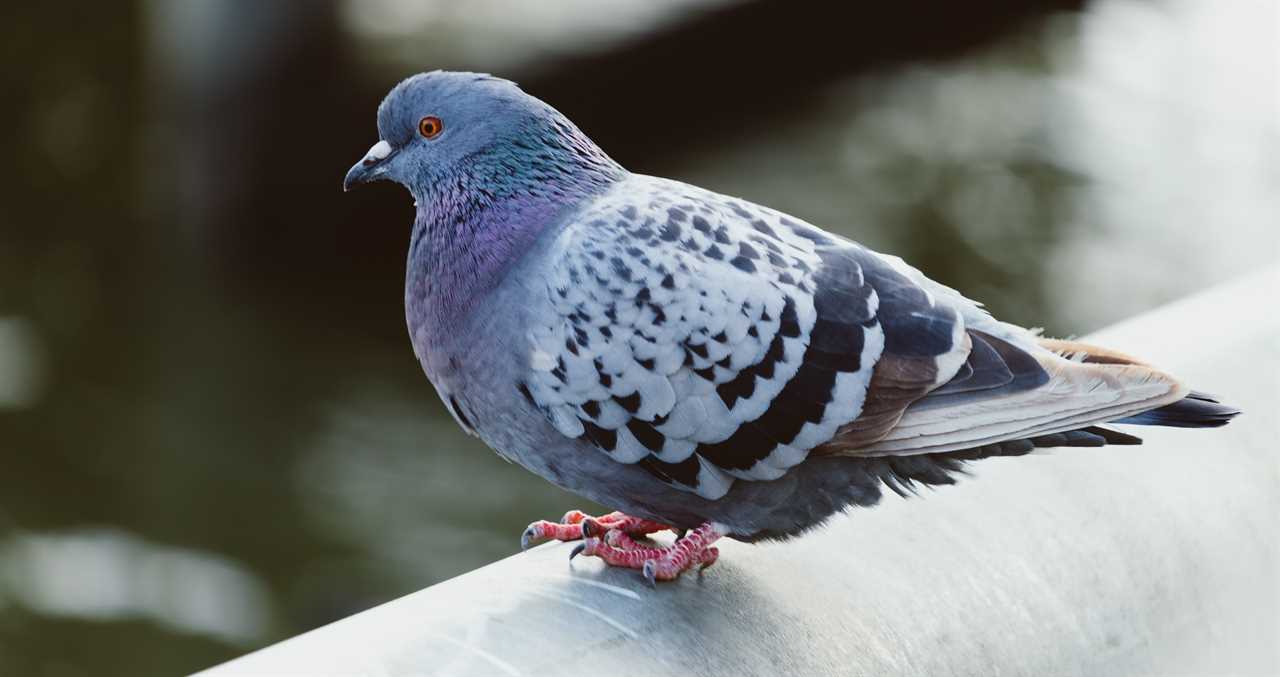 Woman Finds Pigeon On Her Doorstep And Learns Something Interesting