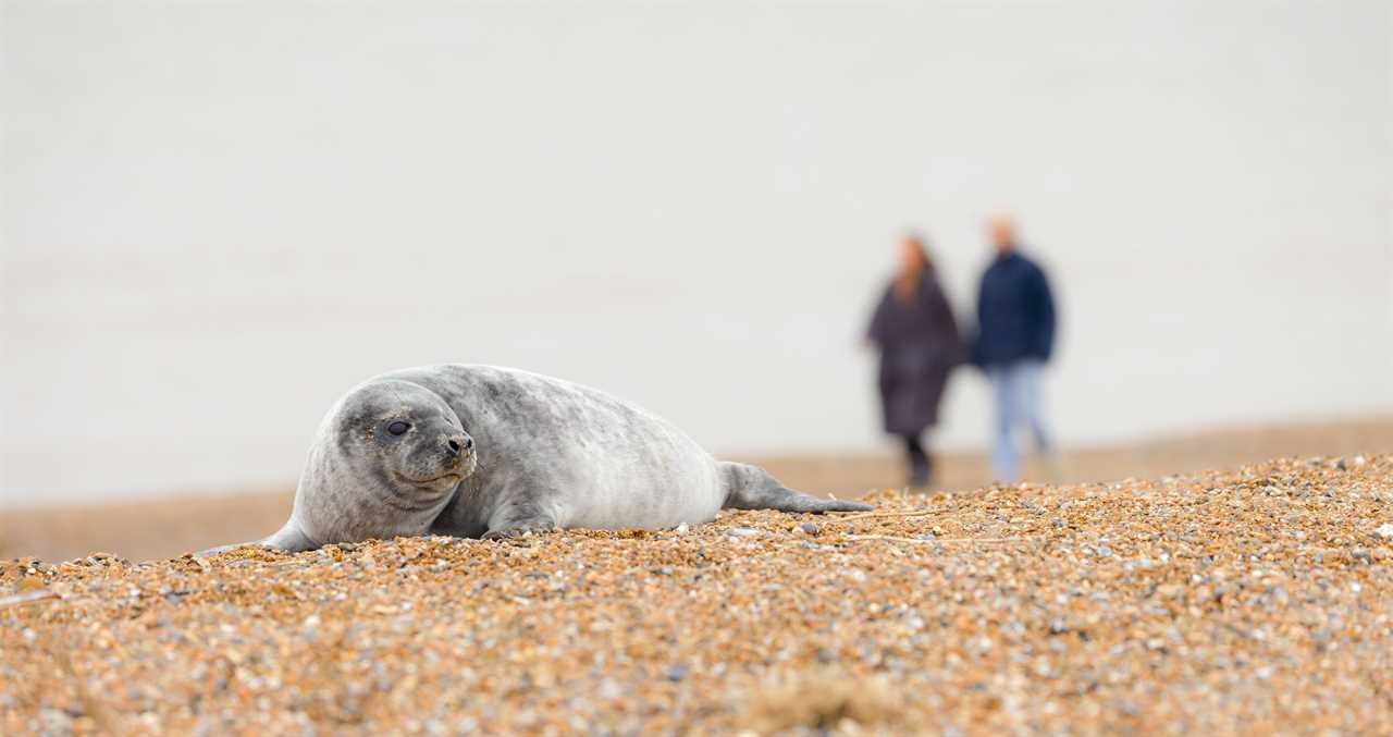 Fisherman Saved Baby Seal After They Went After The Same Fish