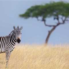 This Sweet Bond Between Rhino Calf And Baby Zebra Has The Internet Collectively Awwing