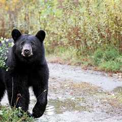 California Resident Is Shocked At Surprise Ding Dong Ditcher