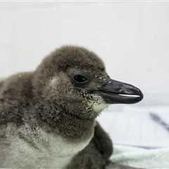 Maryland Zoo Rejoices After Birth of 8 Critically Endangered African Penguin Chicks
