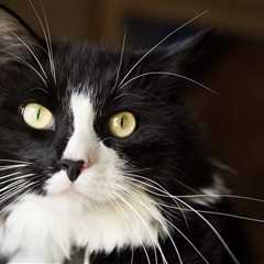 Cat Who Disappeared During Road Trip Is Found Five Months Later Unharmed