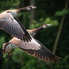 Family Surprised When Goose Continuously Shows Up At Their Door