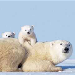 Wild Polar Bear Mom Warms Hearts As She ‘Adopts’ Orphaned Cub