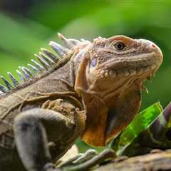 Iguanas On The Brink Of Extinction Receive Their Own Dating Island