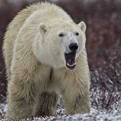 Paragliders Come Dangerously Close To Being Polar Bears’ Lunch